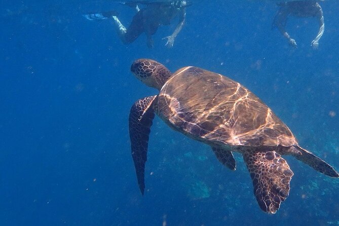 South Shore Turtle Kayak and Snorkel Experience - Who will enjoy this most