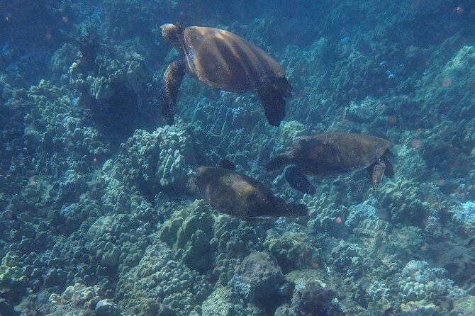South Shore Turtle Kayak and Snorkel Experience - What to bring and how to prepare
