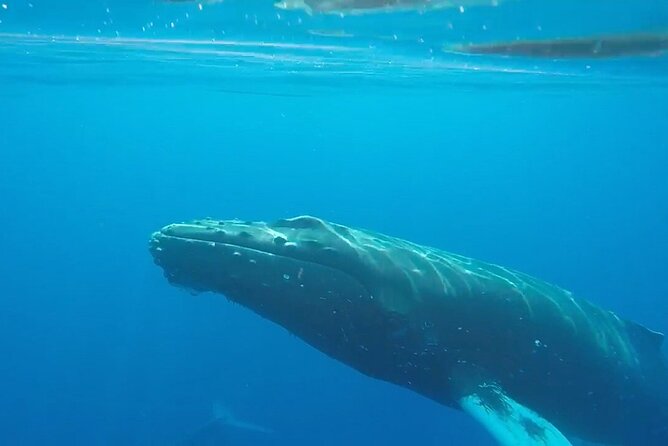 South Shore Turtle Kayak and Snorkel Experience - Weather, changes, and cancellation terms