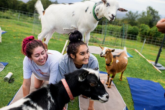 Sunset Maui Goat Yoga with Live Music - Key Points to Know