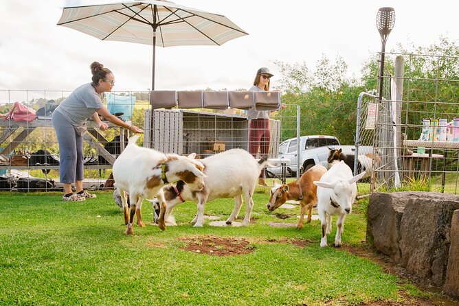 Sunset Maui Goat Yoga with Live Music - Why This Maui Yoga Class Is Really About the Goats