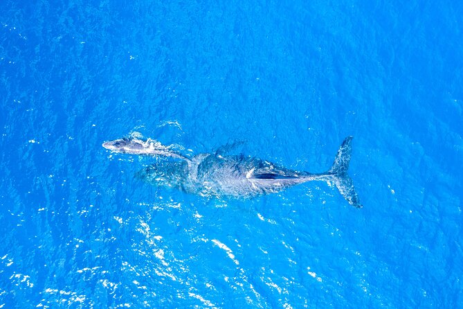 Super Raft - Private Charter Maui 3 Hour Snorkel to Coral Gardens or Molokini - Leaving from Maalaea at 1:00 p.m.
