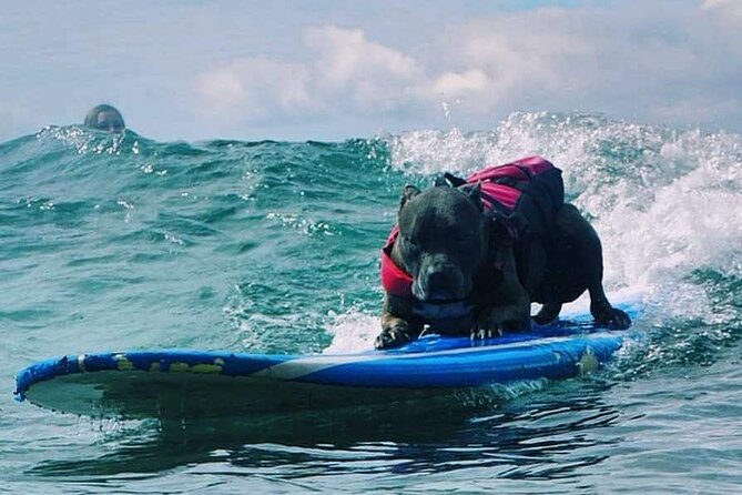 Surf with a Service Animal - Is $200 per person a fair Maui price?