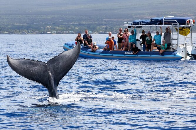 The Best 10 am 1.5 Hour Whale Watching Tour - Why this Kihei whale watch works well