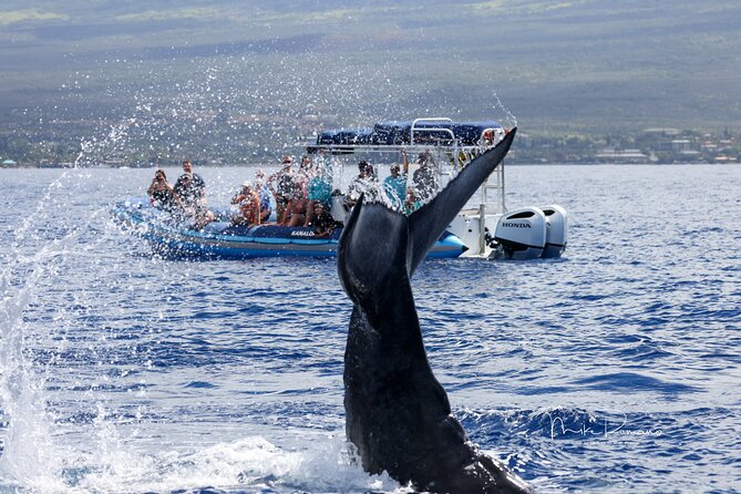 The Best 10 am 1.5 Hour Whale Watching Tour - The crew’s role in finding wildlife