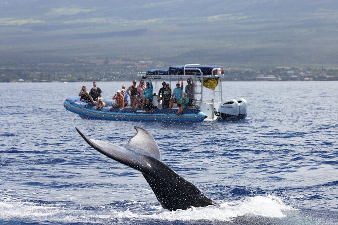 The Best 10 am 1.5 Hour Whale Watching Tour - Price and value at $97.30
