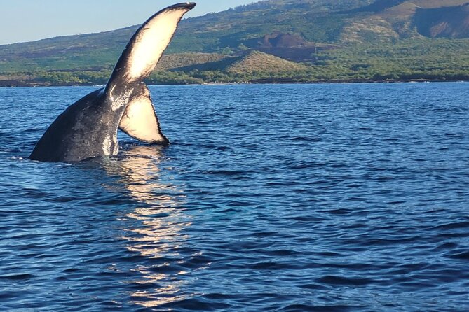 The Best 10 am 1.5 Hour Whale Watching Tour - Why the morning timing matters