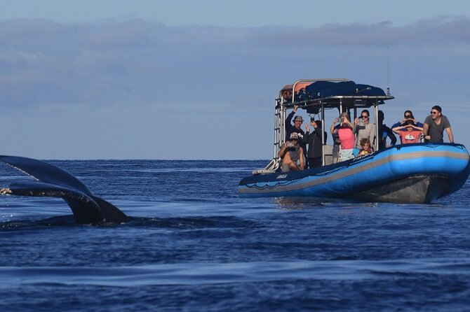 The Best 12 pm 1.5 Hour Whale Watching Tour - Key points to know before booking