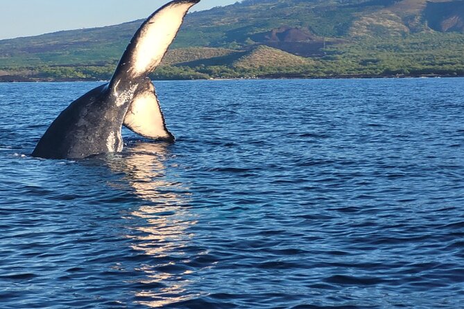 The Best 12 pm 1.5 Hour Whale Watching Tour - The small raft changes the feel of the trip