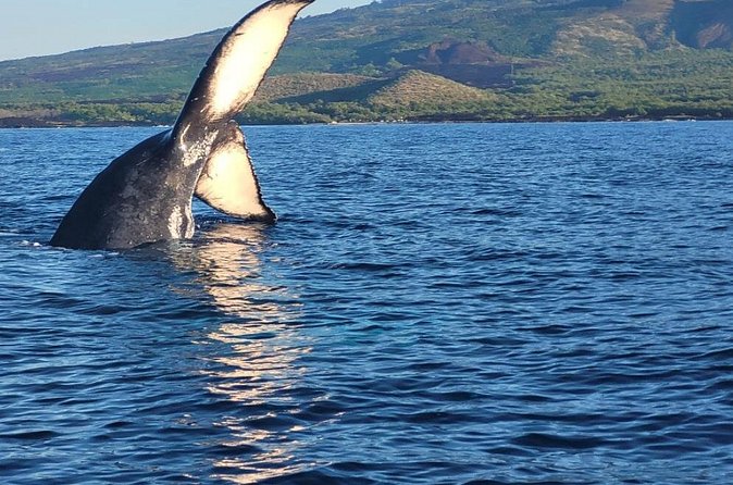 The Best 12 pm 1.5 Hour Whale Watching Tour - Comfort and safety on a fast boat