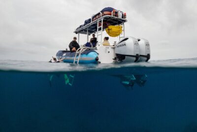 The Best 2.5 Hour Molokini Snorkel Tour & Whale Watch