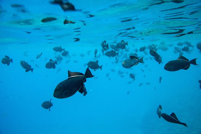 The Best 2 Hour Molokini Express Snorkeling - The crater rim and the feeling of open water