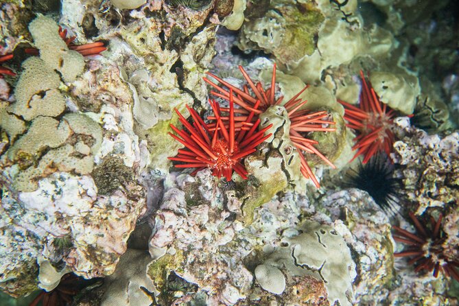 The Best 2 Hour Molokini Express Snorkeling - How the $147 price works out