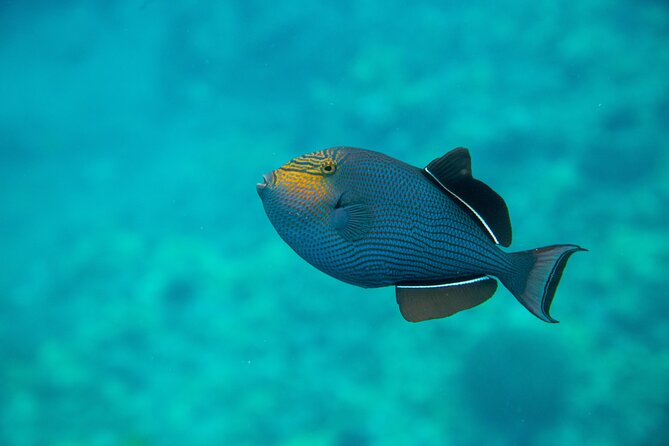The Best 2 Hour Molokini Express Snorkeling - Who should book this express trip