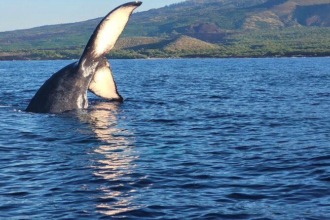 The Best 8 am 1.5 Hour Whale Watching Tour - Key points before you book