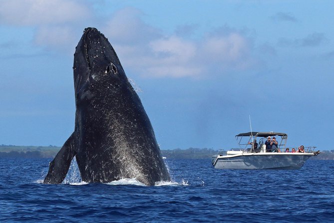 The Best 8 am 1.5 Hour Whale Watching Tour - Boarding the close-to-the-water raft