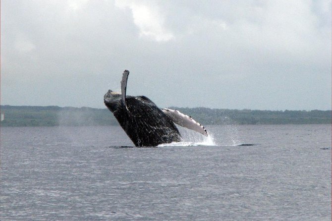 The Best 8 am 1.5 Hour Whale Watching Tour - What the $97.30 price really buys