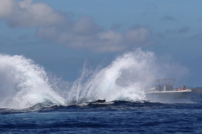 The Best 8 am 1.5 Hour Whale Watching Tour - Who will enjoy this Maui whale watch