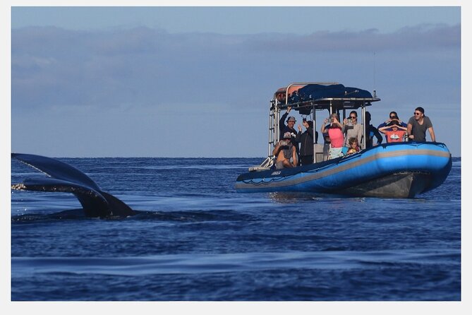 The Best 8 am 1.5 Hour Whale Watching Tour - Finding humpbacks off Maui’s south shore