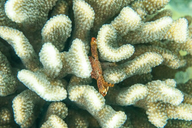 The Best Maui 3 Hour Molokini and Turtle Town Snorkel - Key points at a glance