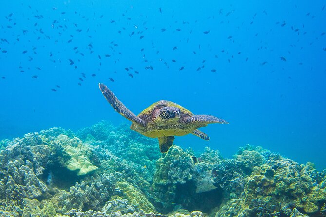 The Best Maui 3 Hour Molokini and Turtle Town Snorkel - Turtle Town at La Perouse Bay