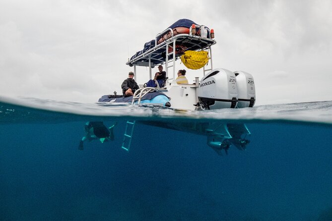 The Best Maui 3 Hour Molokini and Turtle Town Snorkel - Guides who shape the experience