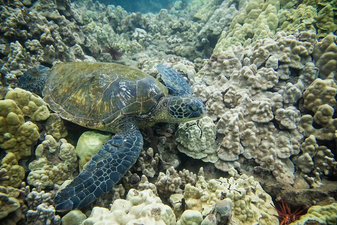 The Best Maui 3 Hour Molokini and Turtle Town Snorkel - What food and equipment are included