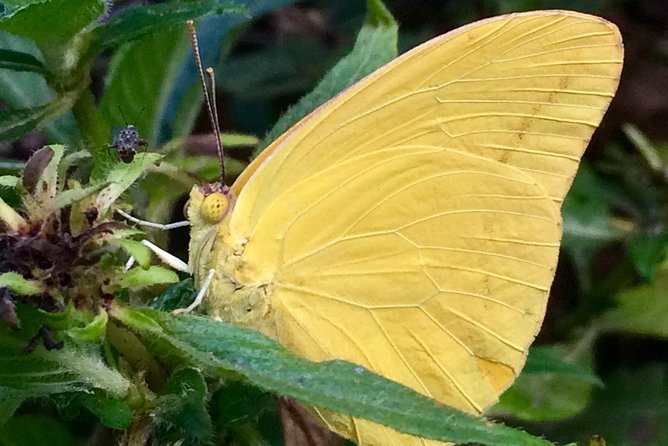 The Maui Butterfly Farm Tour - A small group makes a real difference