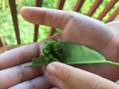 The Maui Butterfly Farm Tour
