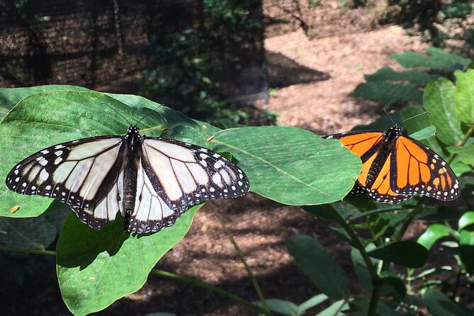 The Maui Butterfly Farm Tour - The conservation message behind the visit