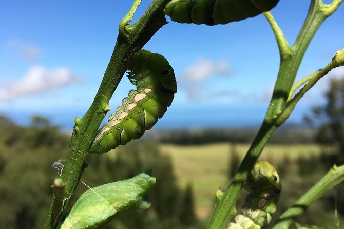 The Maui Butterfly Farm Tour - Who will enjoy this most?