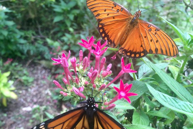 The Maui Butterfly Farm Tour - Fitting it into a Lahaina day