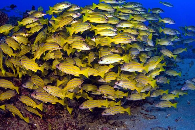 Turtle Reef Kayak Tour of Makena, Maui - Starting at historic Makena Landing