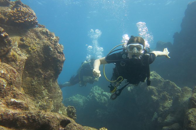 Turtle & Shark Scuba Dive in Lahaina: Certified - Turtles, reef fish, and possible sharks