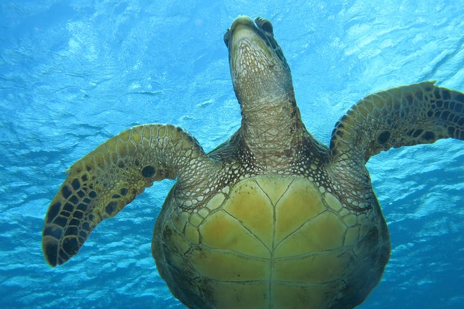 Turtle & Shark Scuba Dive in Lahaina: Certified - What is included, and what you need to bring