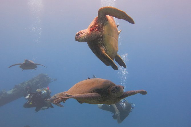 Turtle & Shark Scuba Dive in Lahaina: Certified - The 18-hour rule can affect your Maui plans