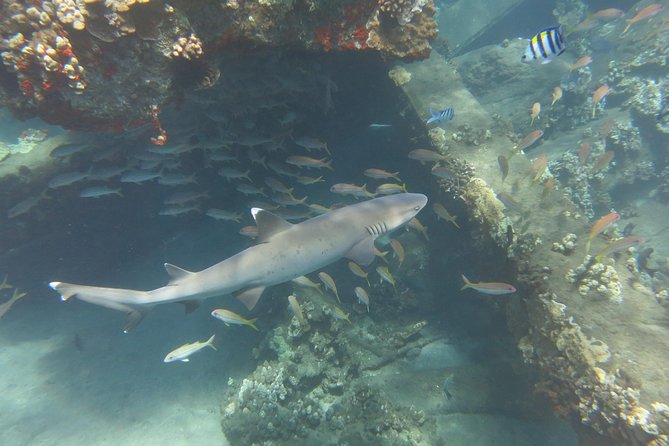 Turtle & Shark Scuba Dive in Lahaina: Certified - Is $259 a fair price?