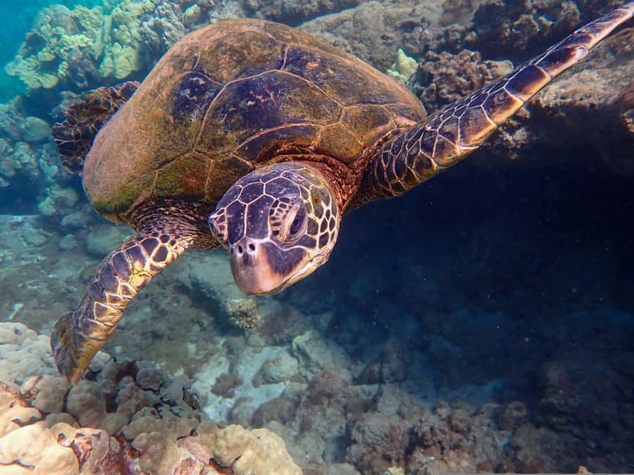 Turtle Town Clear Kayak & Snorkel Tour (8am-11am) - Key points to know before booking