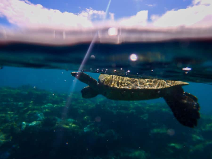 Turtle Town Clear Kayak & Snorkel Tour (8am-11am) - Seeing the reef through a clear kayak