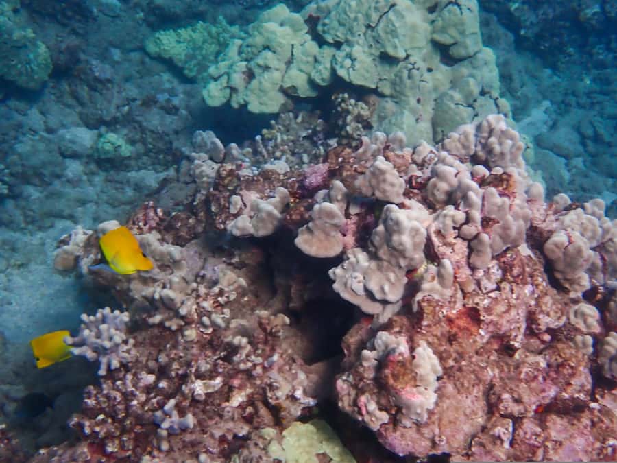 Turtle Town Clear Kayak & Snorkel Tour (8am-11am) - How the guides handle beginners and mixed abilities