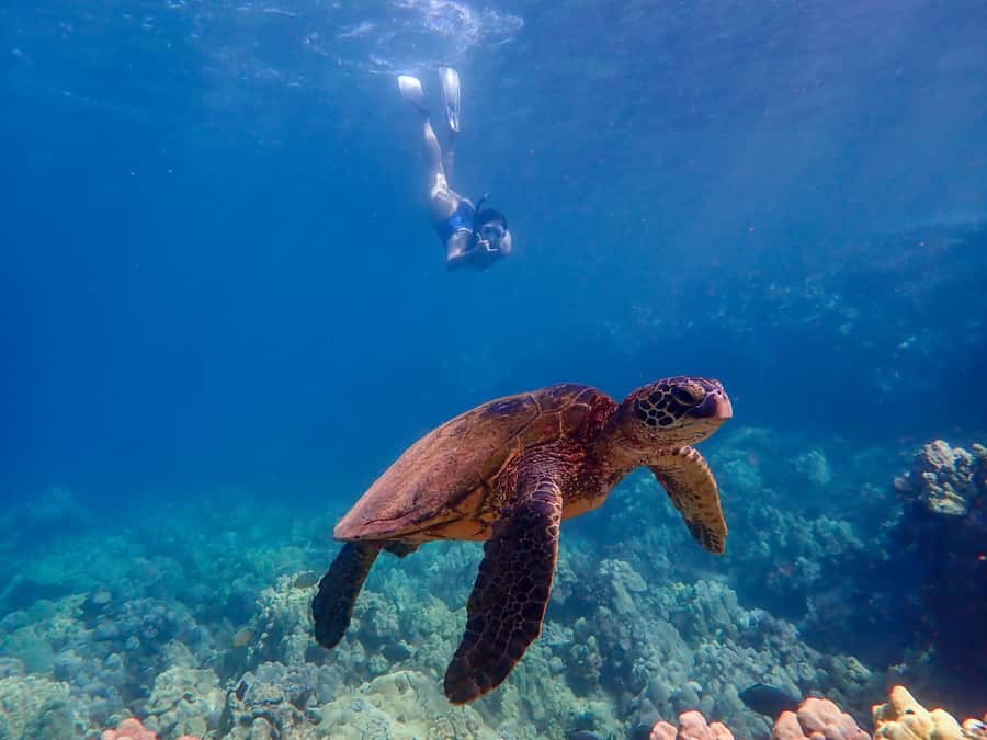 Turtle Town Clear Kayak & Snorkel Tour (8am-11am) - The weather tradeoff at an 8am departure