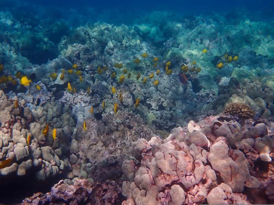 Turtle Town Clear Kayak & Snorkel Tour (8am-11am) - Is $130 a fair price?
