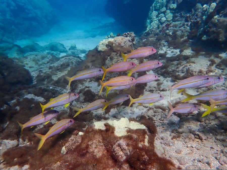 Turtle Town Clear Kayak & Snorkel Tour (8am-11am) - Practical details that can save your morning