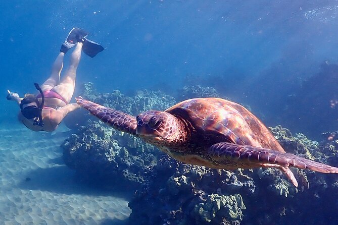 Turtle Town Snorkel with Free Photo and Video - Beginners - What the 90-minute outing feels like