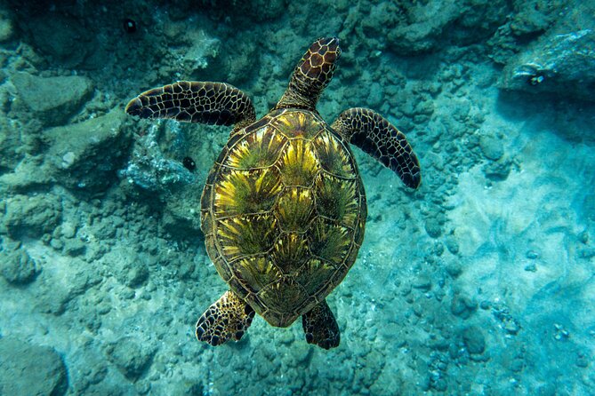 Turtle Town Snorkel with Free Photo and Video - Beginners - What you might see below the surface