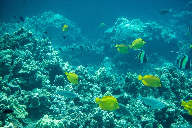 Turtle Town Snorkel with Free Photo and Video - Beginners - The free photo and video service