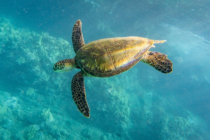 Turtle Town Snorkel with Free Photo and Video - Beginners - Why the guides matter so much