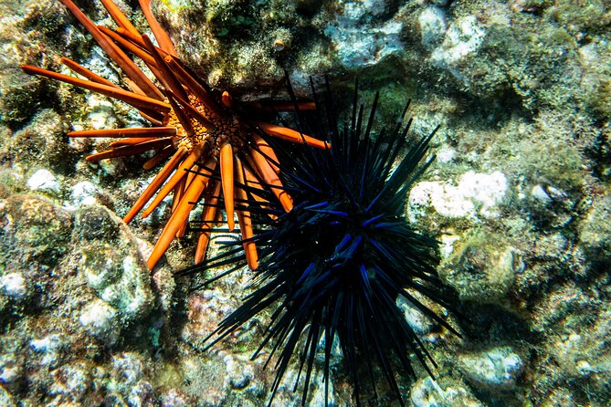 Turtle Town Snorkel with Free Photo and Video - Beginners - Price, age limits, and who gets the most value
