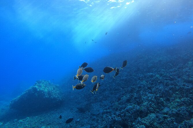 Turtle Town Snorkel with Free Photo and Video - Beginners - Conditions can change the experience