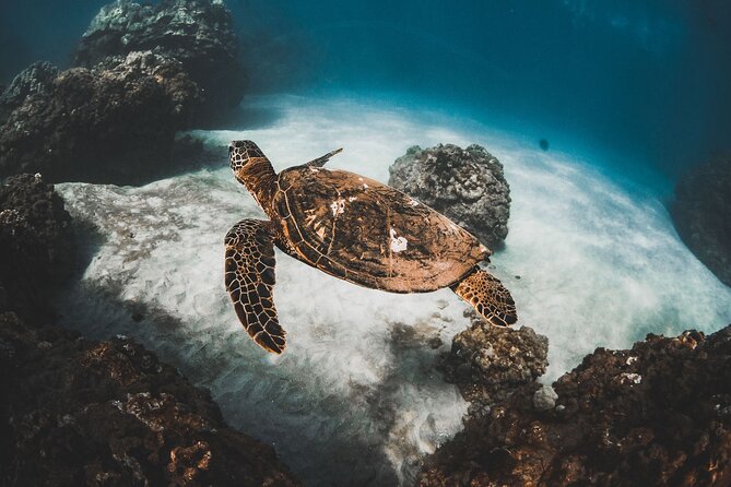 Turtles & Tacos Luxury Catamaran Snorkel - Key points to know before you book
